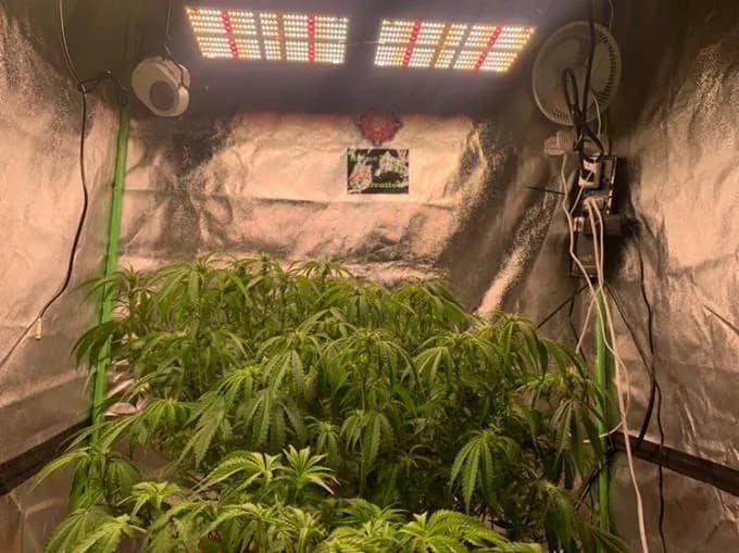 240W grow light for an indoor tent, photo 4
