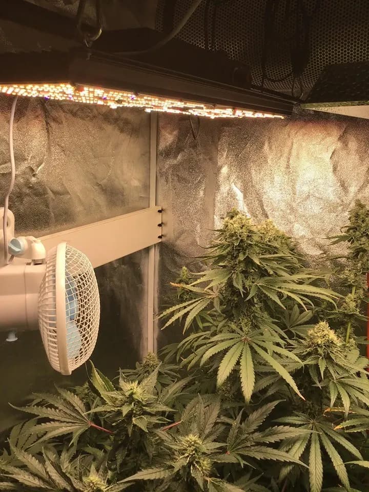 2×4 grow tent kit for cannabis growing, photo 1