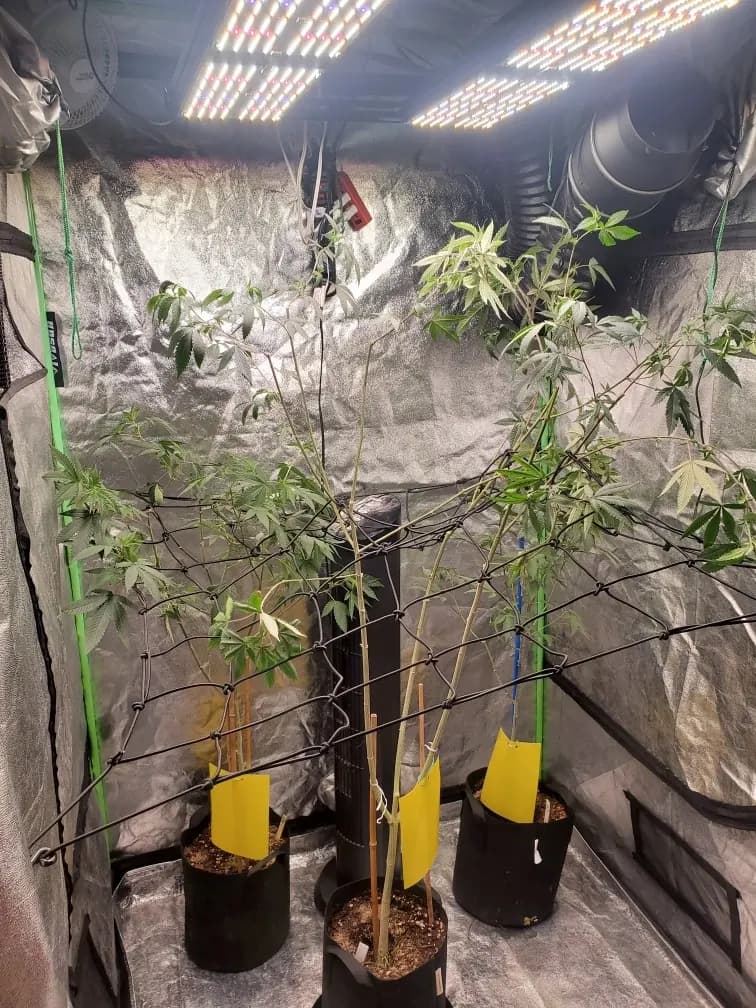 480W grow light for a 4×4 tent, photo 1