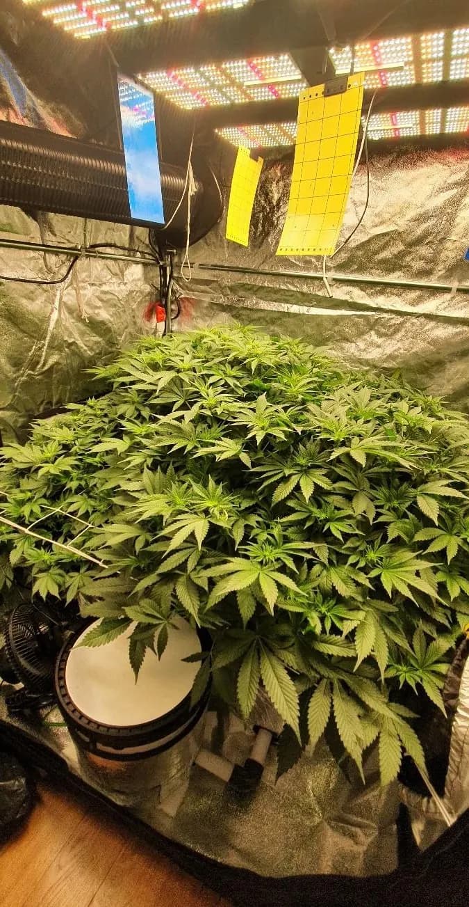 480W Pro Samsung LED grow light, photo 1