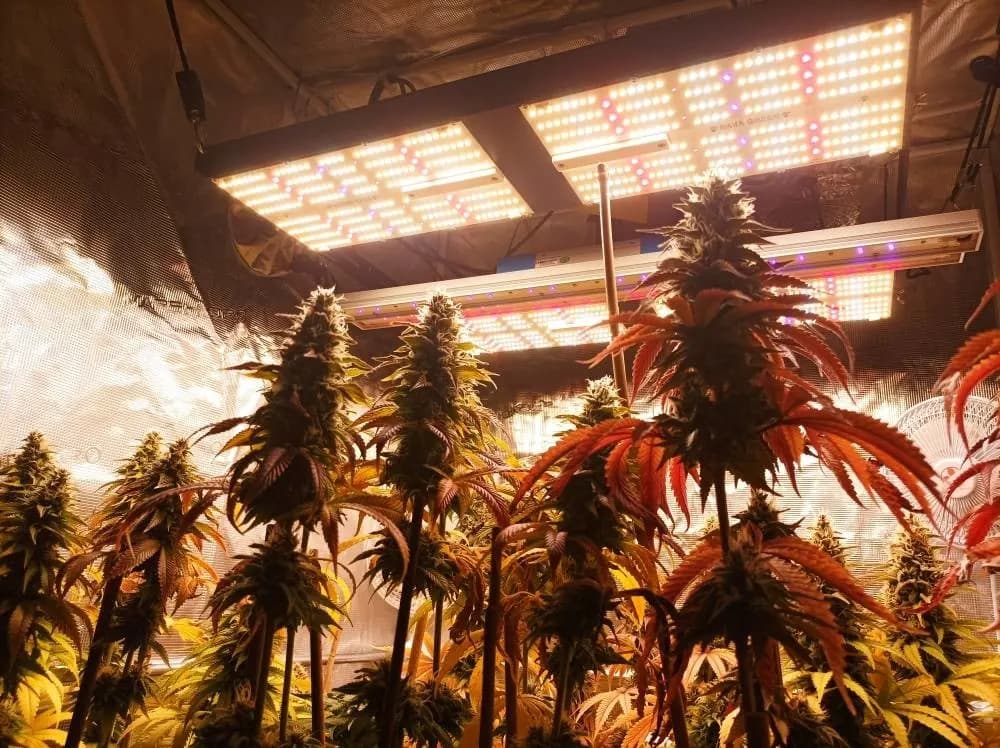 4×4 ft grow tent with a 480W Pro light, photo 1