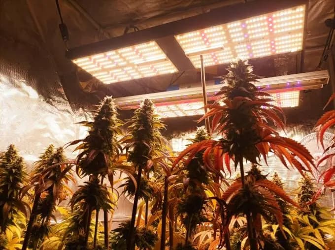 4×4 ft grow tent with a 480W Pro light, photo 2