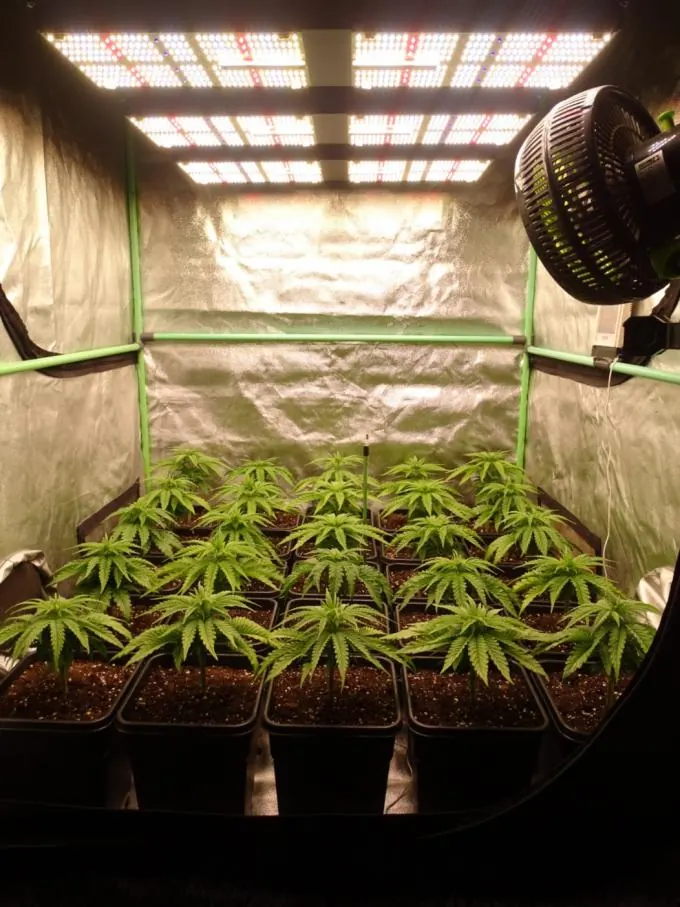 720W Pro grow light for a 5×5 ft tent, photo 2