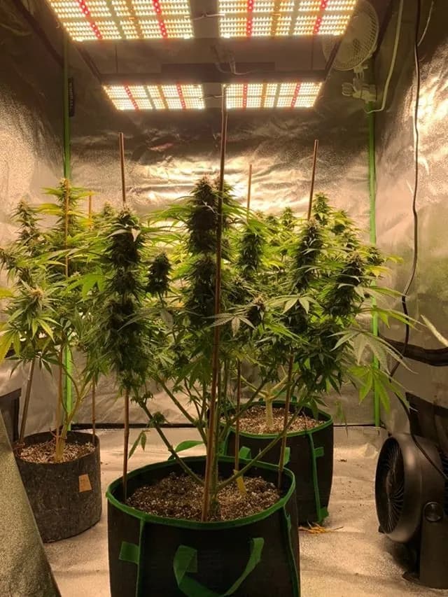 BAVAGREEN 480W for a 4×4 tent, photo 1