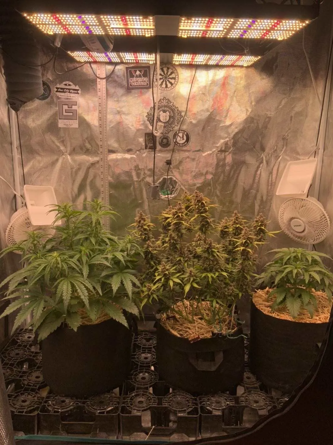 BAVAGREEN 480W Pro grow light, photo 1