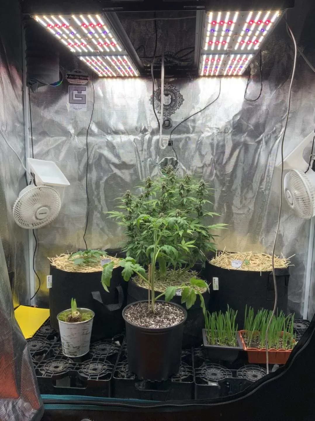 BAVAGREEN 480W Samsung grow light, photo 1