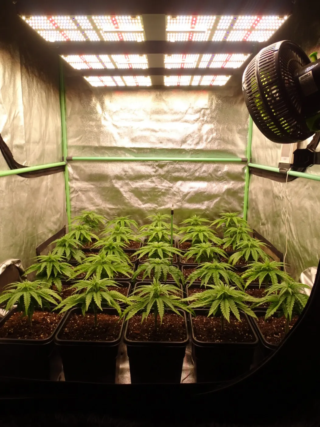BAVAGREEN 720W grow light, photo 1