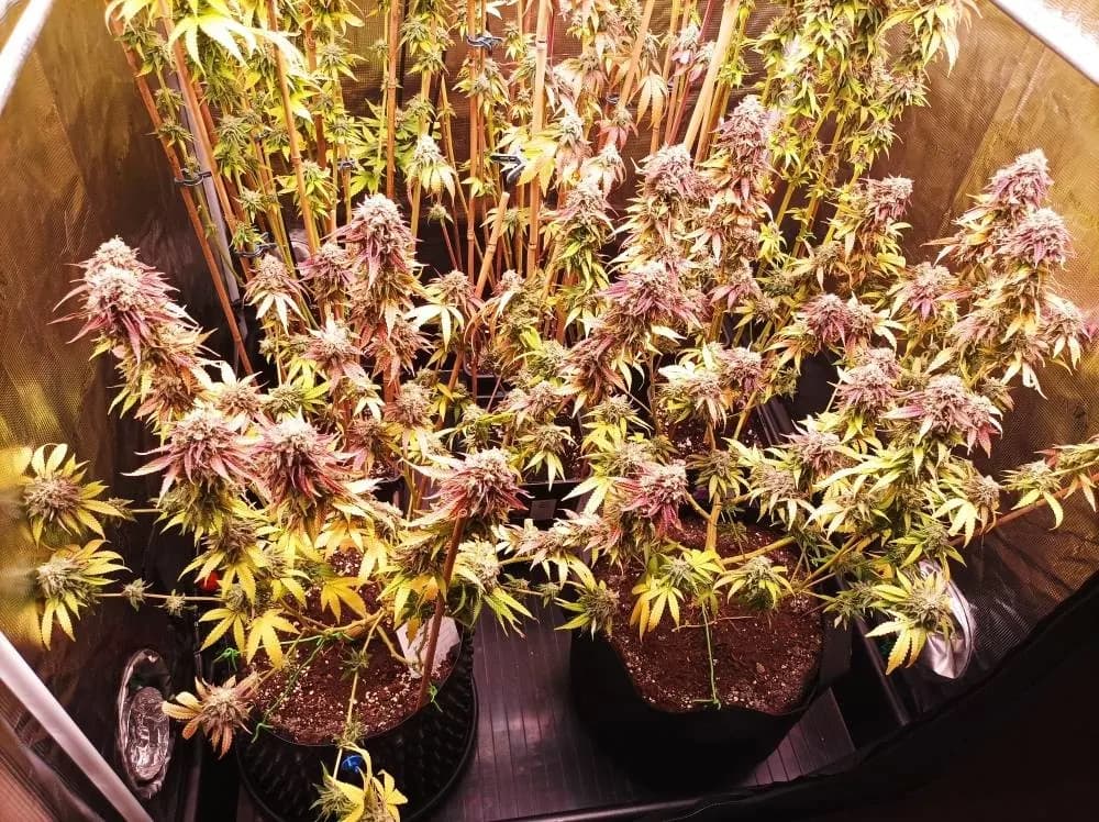 720W Pro grow light for cannabis, photo 1