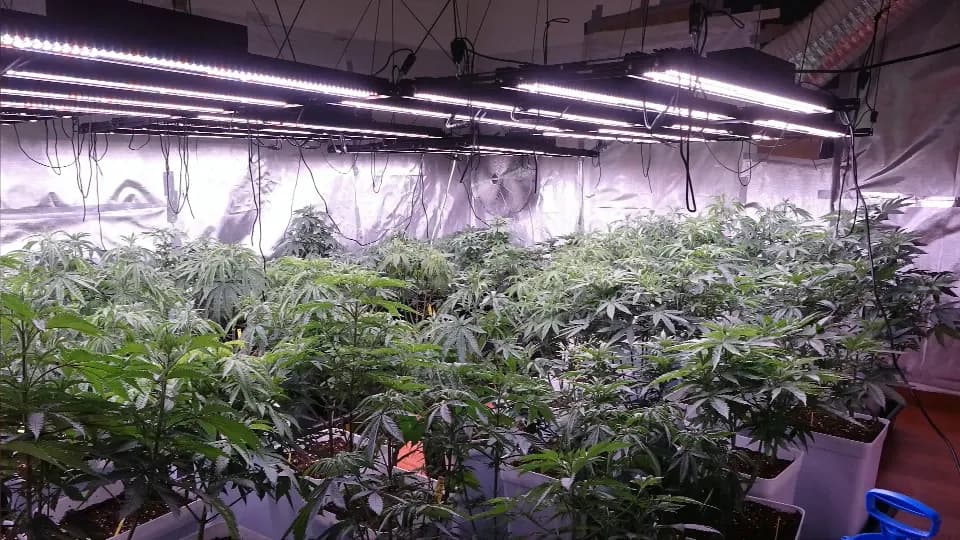 BAVAGREEN 800W grow bar, photo 1