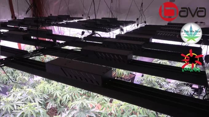 BAVAGREEN 800W grow bar, photo 4