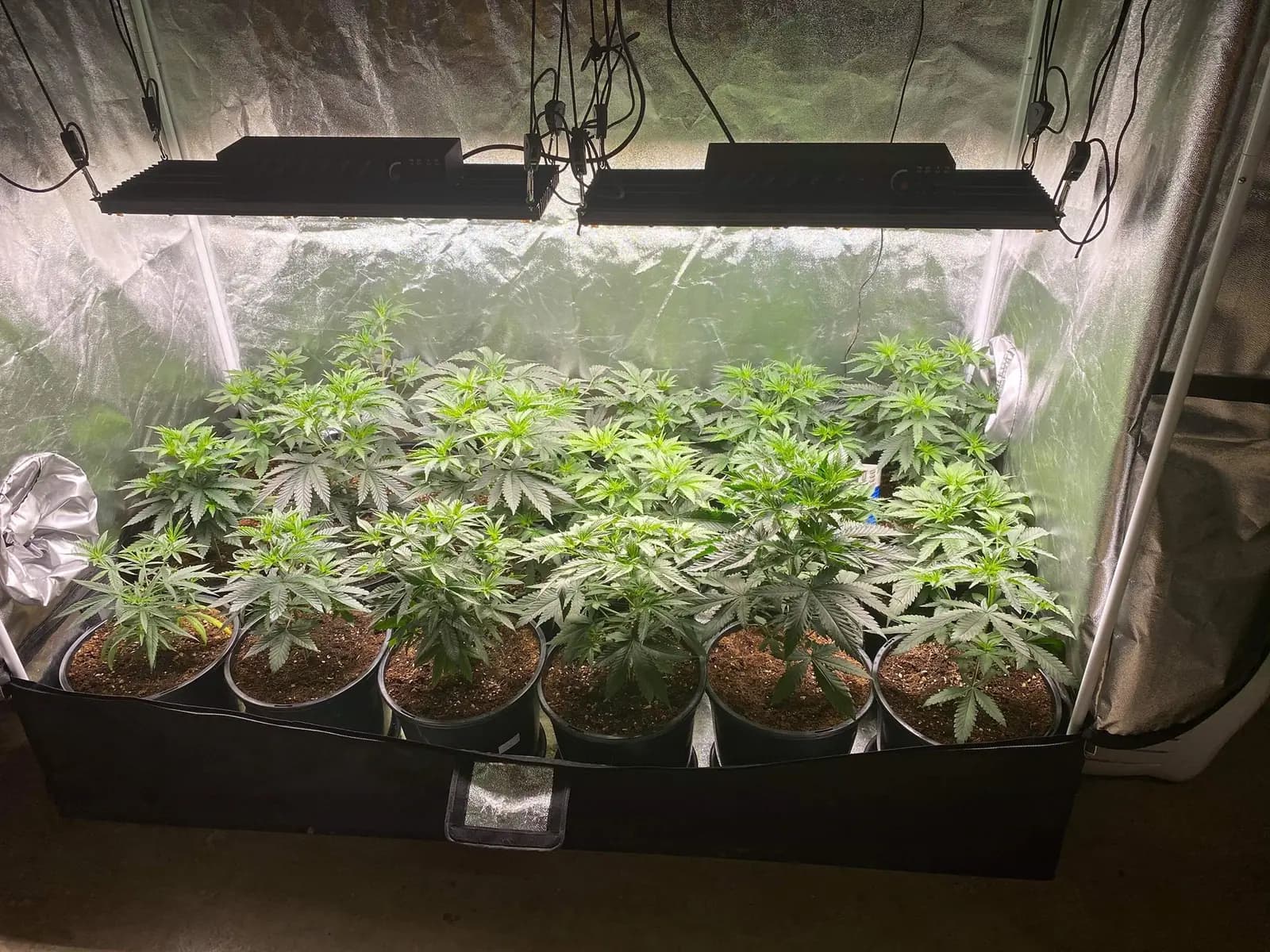 Cannabis growing in a tent, photo 1