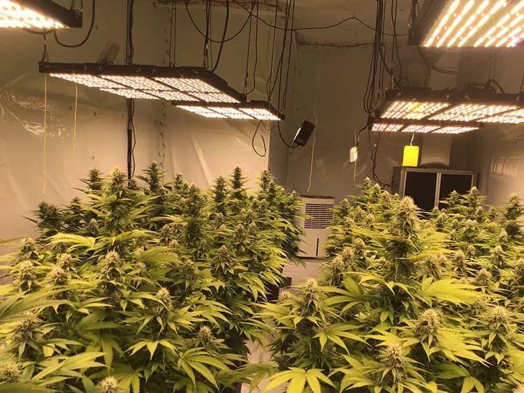 Grow room with 720W lights, photo 1
