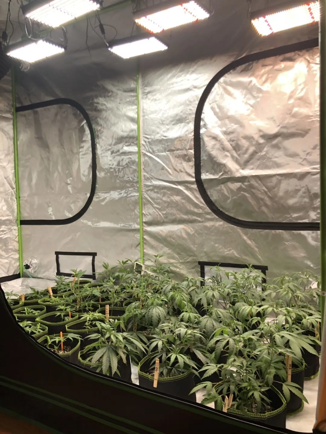 Indoor cannabis with a 120W grow light, photo 1