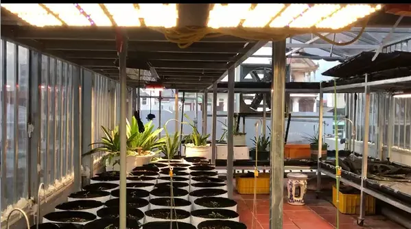 Orchid growing indoors, photo 1