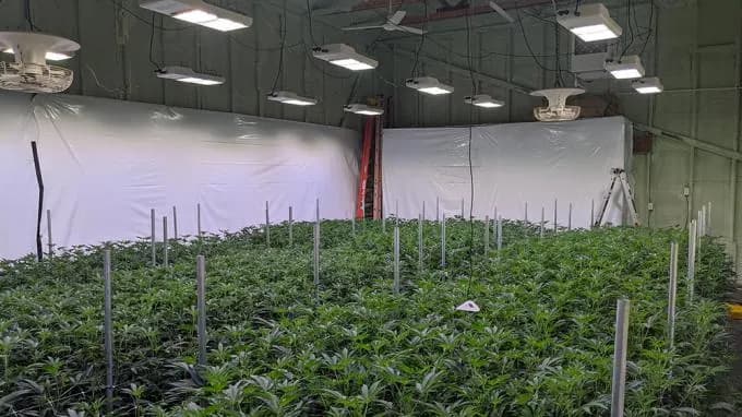 BAVAGREEN 800W TL grow light, photo 5
