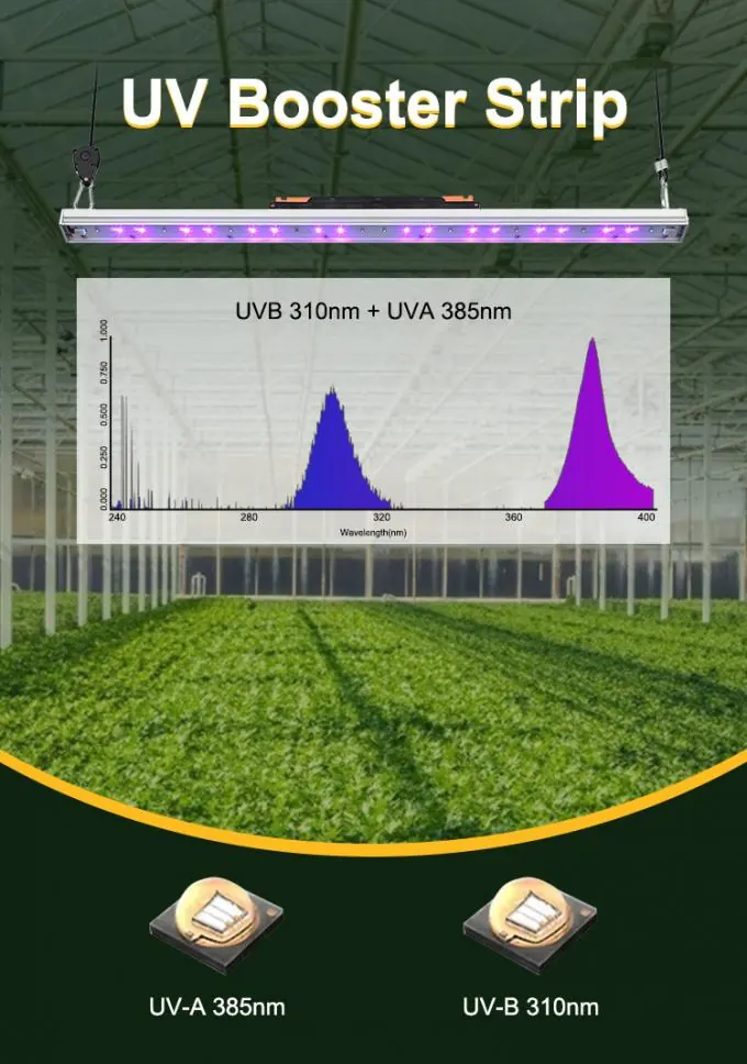 UV in a grow room, photo 3