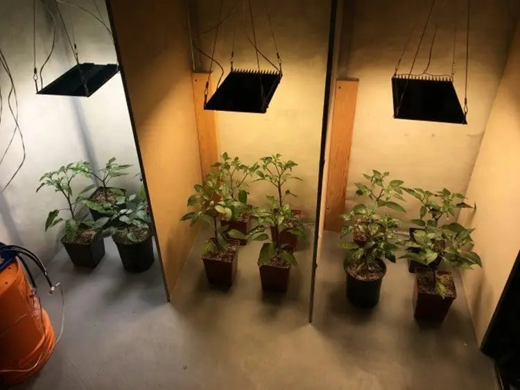 120W BAVA Quantum Board Samsung LM301H Daisy Chain UV IR LED Grow Light